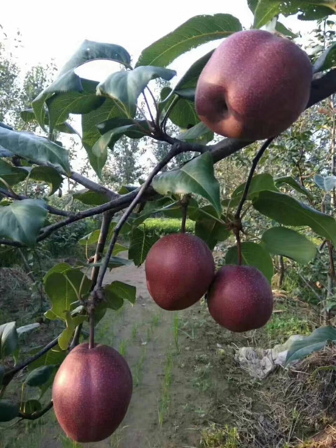 紅梨樹苗繁育場