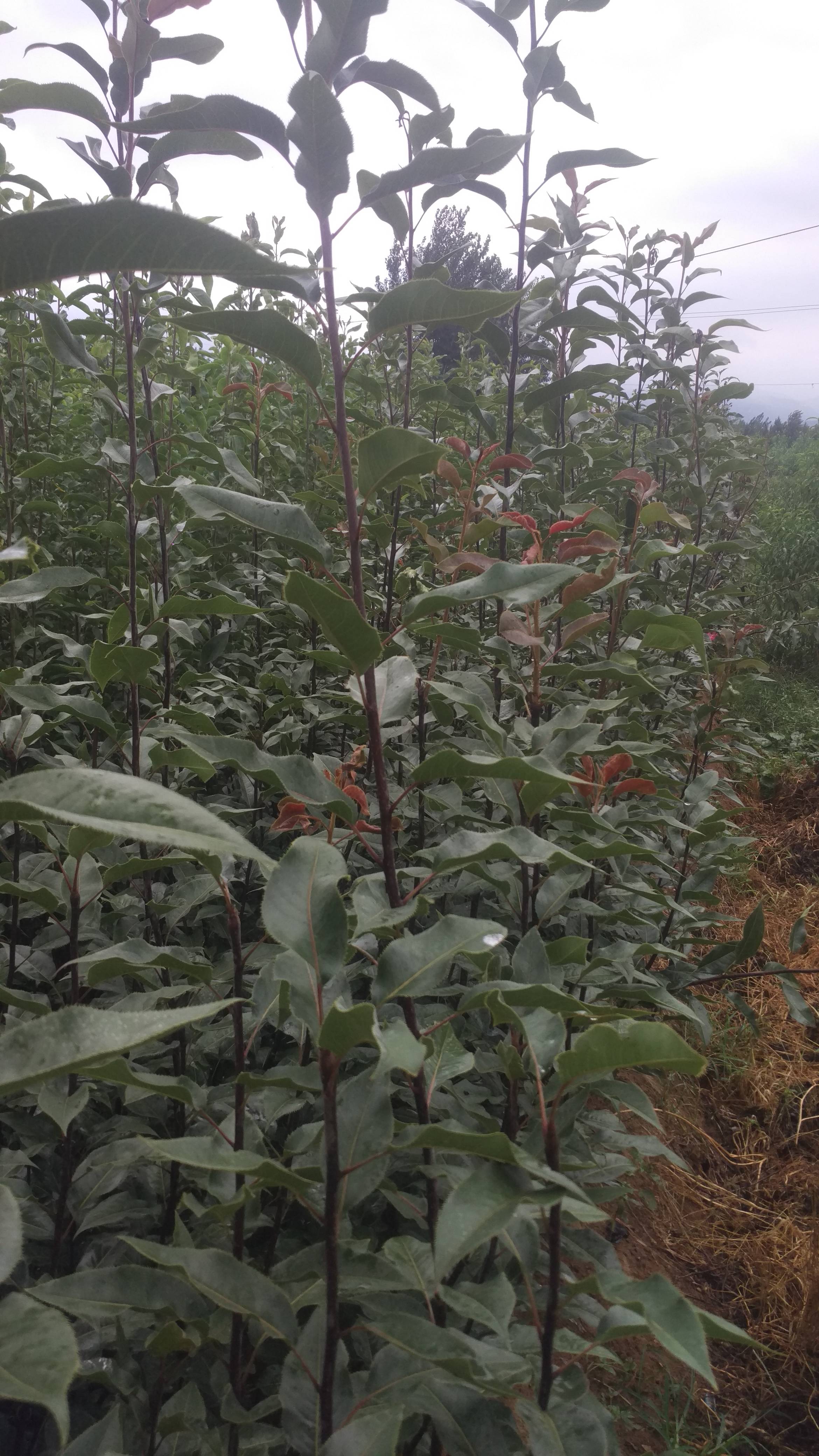 全紅梨樹苗育苗場