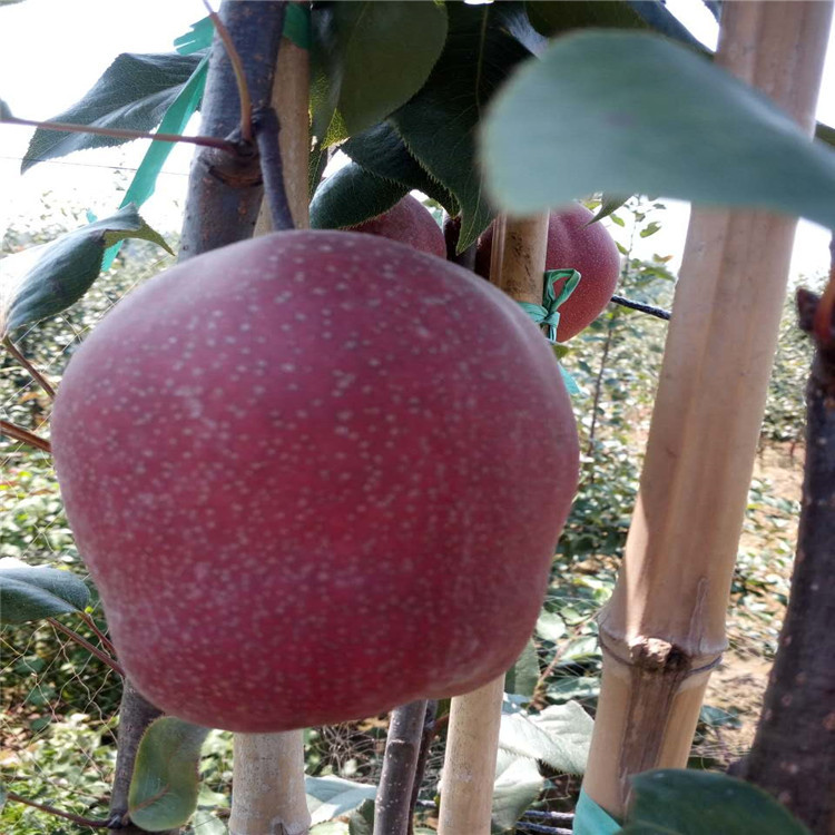 新紅梨樹(shù)苗適應(yīng)土壤