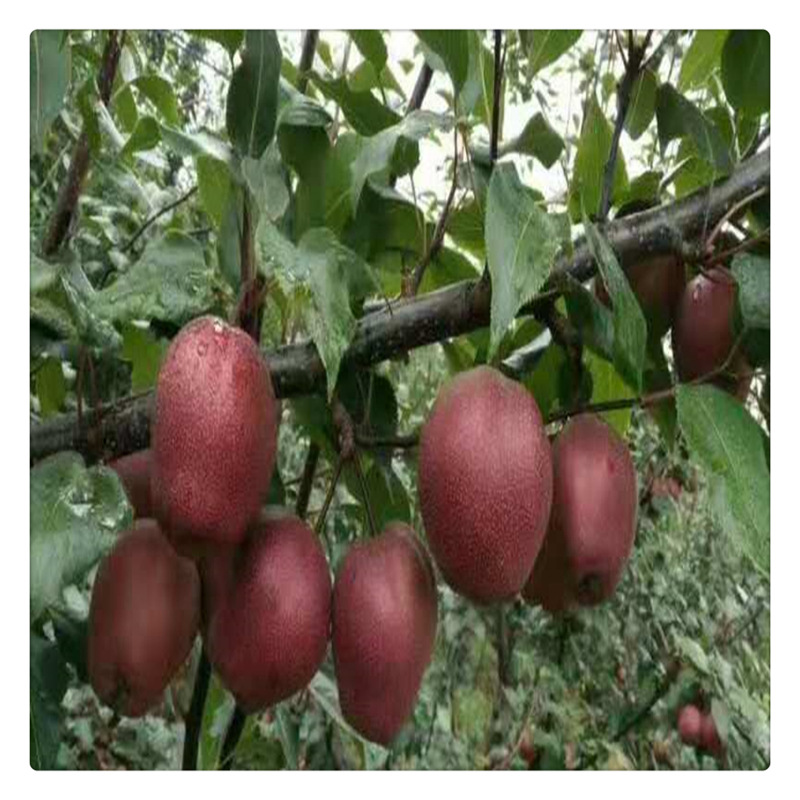 奧紅一號(hào)紅梨樹(shù)苗價(jià)格