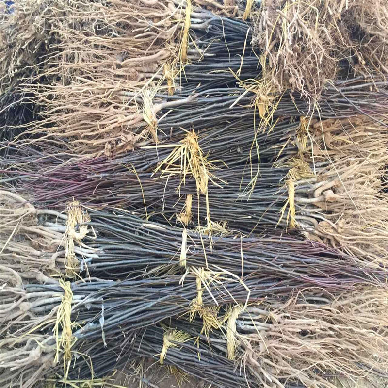 新紅梨樹苗果樹基地