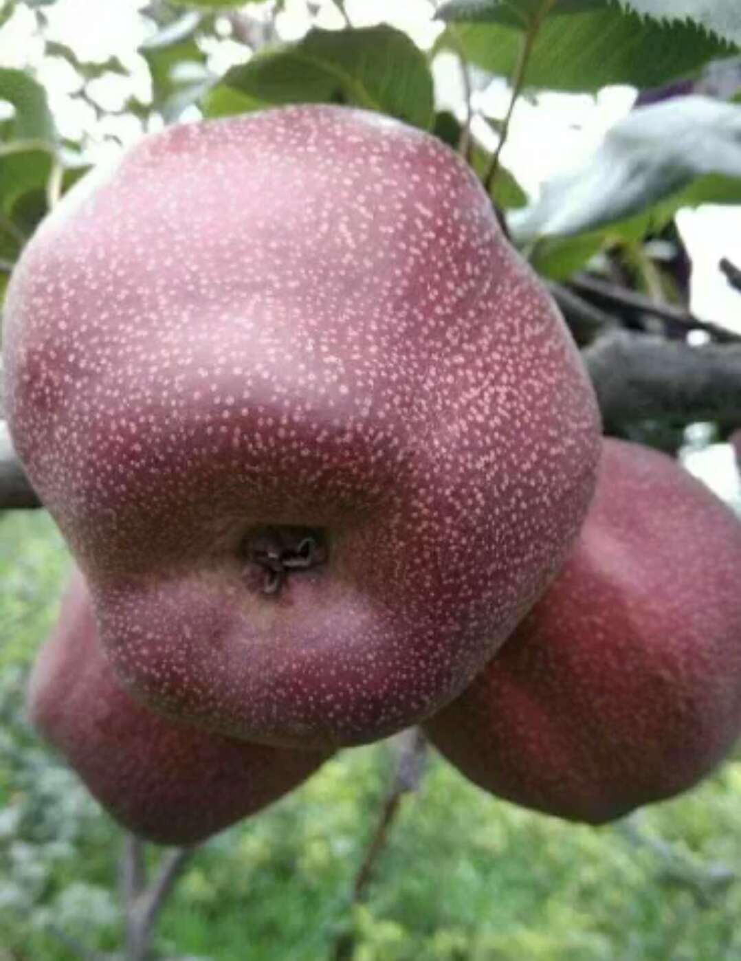 奧紅一號(hào)紅梨樹(shù)苗價(jià)格