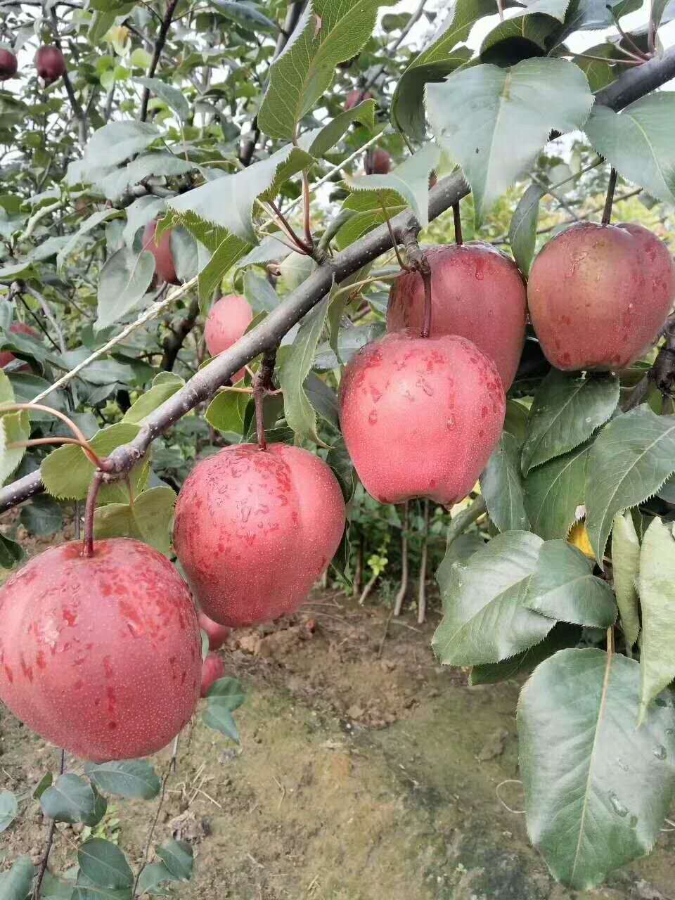 新紅梨樹(shù)苗適應(yīng)土壤