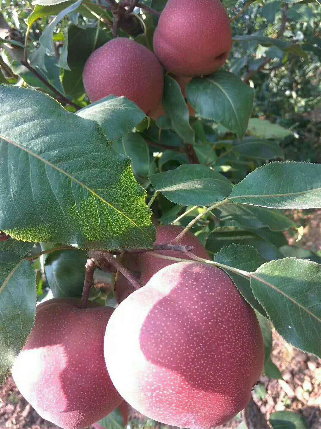 全紅梨樹苗育苗場