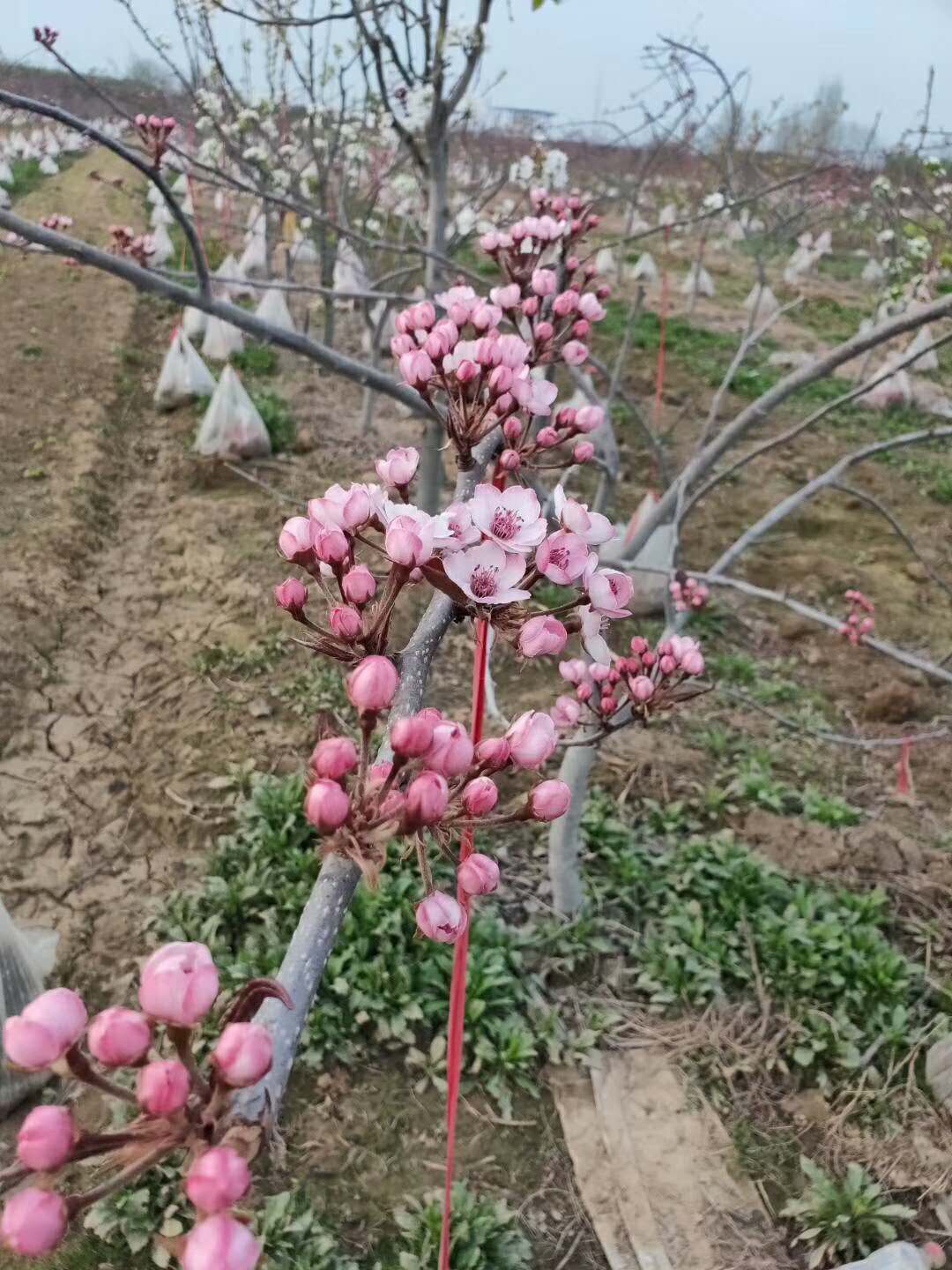 梨树苗品种介绍广东