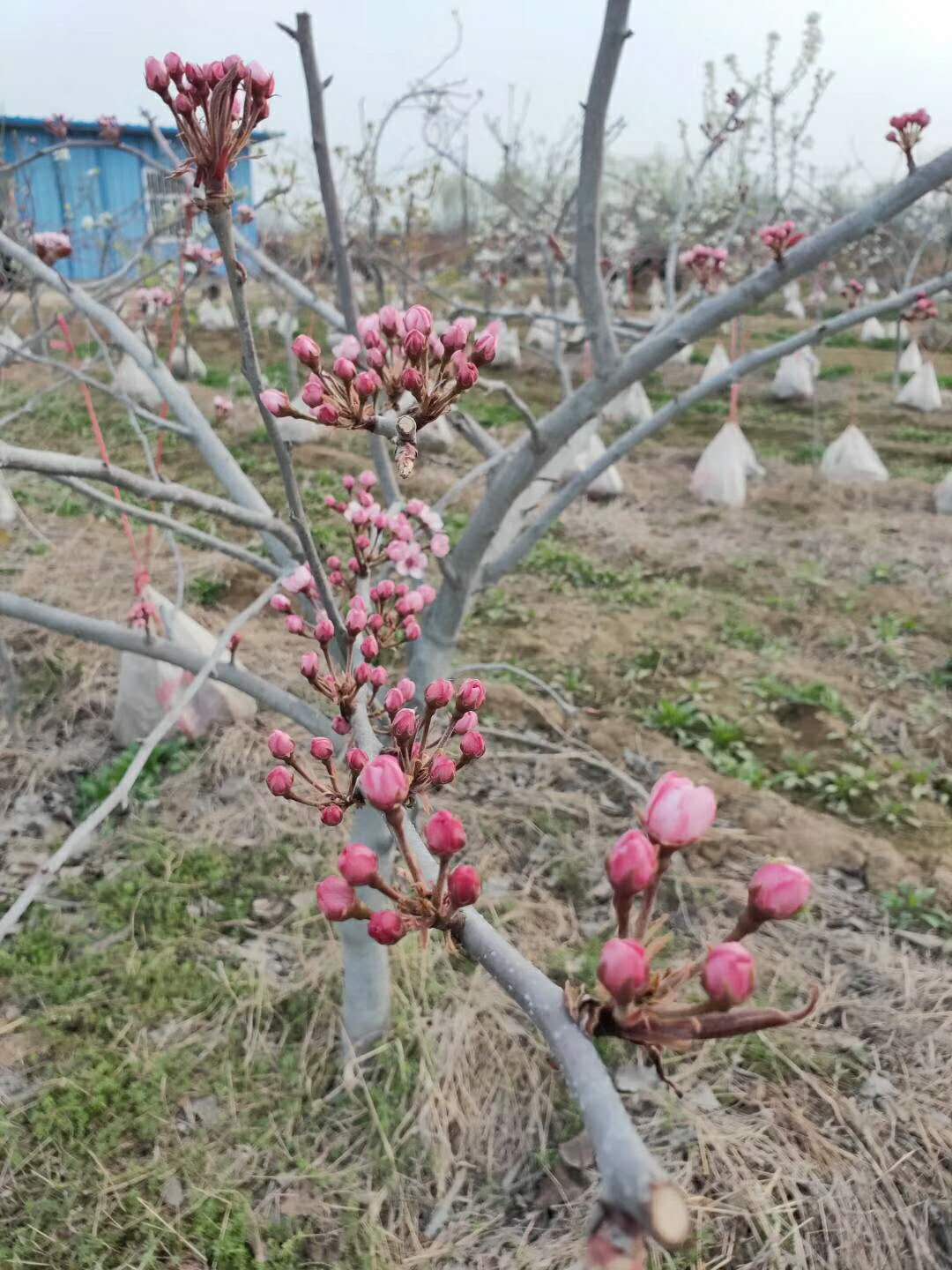 紅皮梨樹苗適應(yīng)土壤