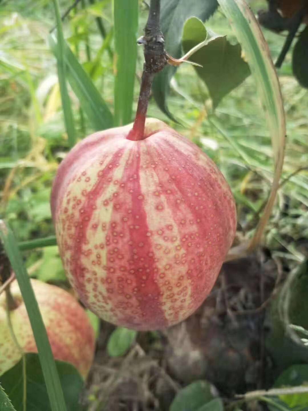 早酥红梨苗几月份成熟