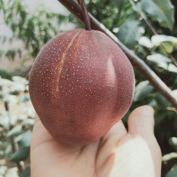 紅梨樹苗氣候要求