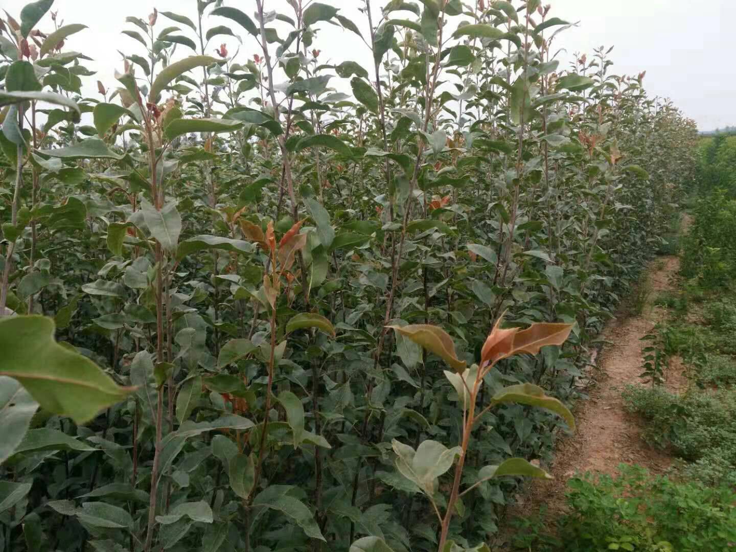 早酥紅梨樹苗氣候要求