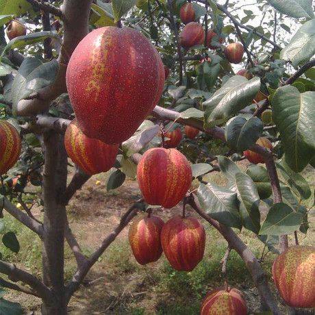 早酥紅梨樹(shù)苗什么時(shí)候種植
