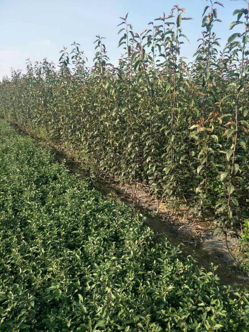 新品種紅梨樹(shù)苗幾月成熟