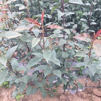 新品種紅梨樹苗種植技術(shù)