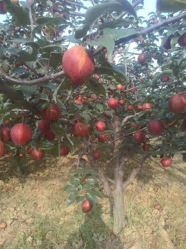 早酥红梨树苗几月份成熟