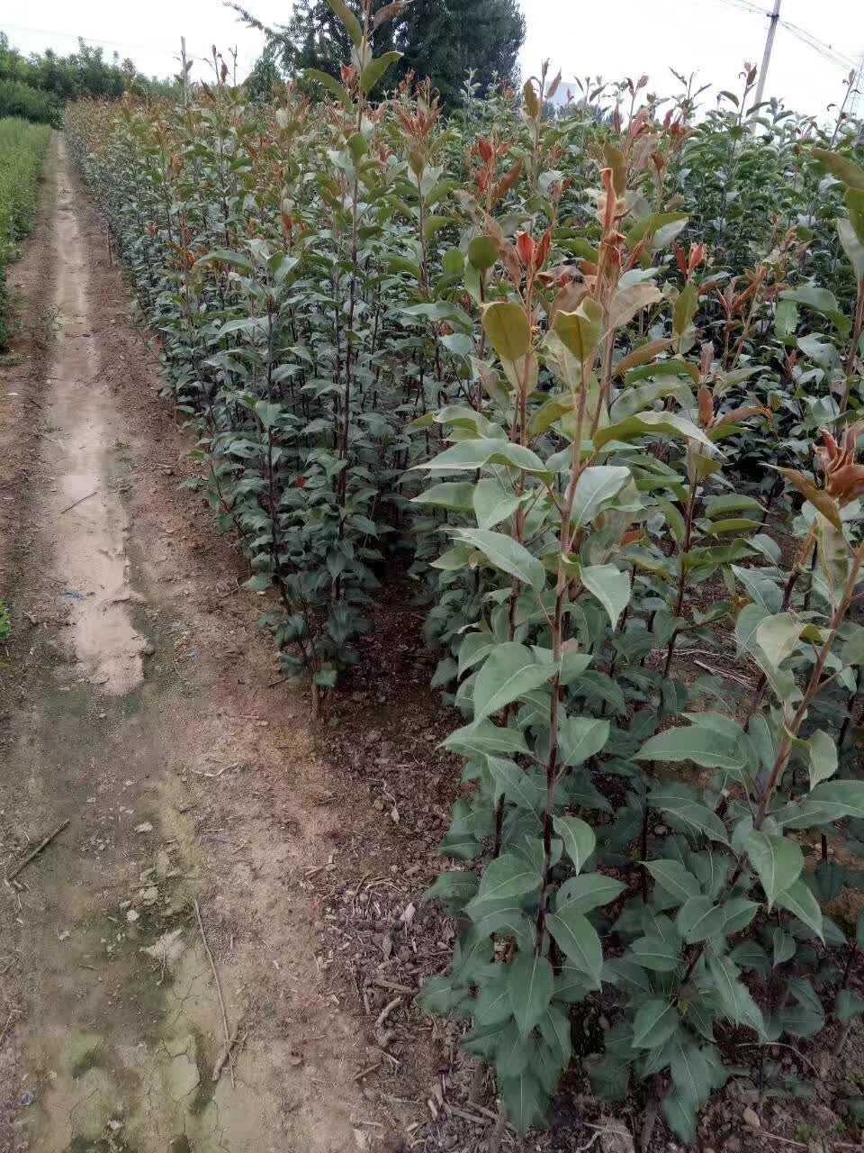 新品種紅梨樹(shù)苗哪里有賣苗的