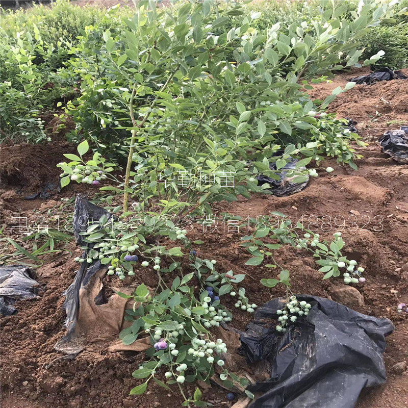 当年挂果的蓝莓品种繁育基地