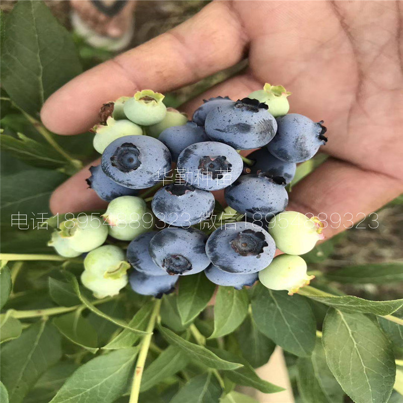奧尼爾藍(lán)莓苗多少錢一棵