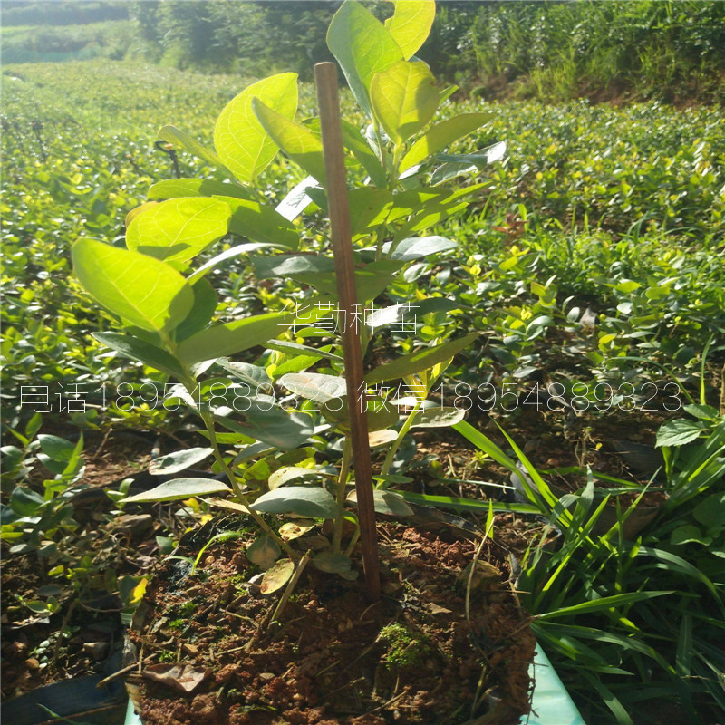 丰产蓝莓苗品种种植产地