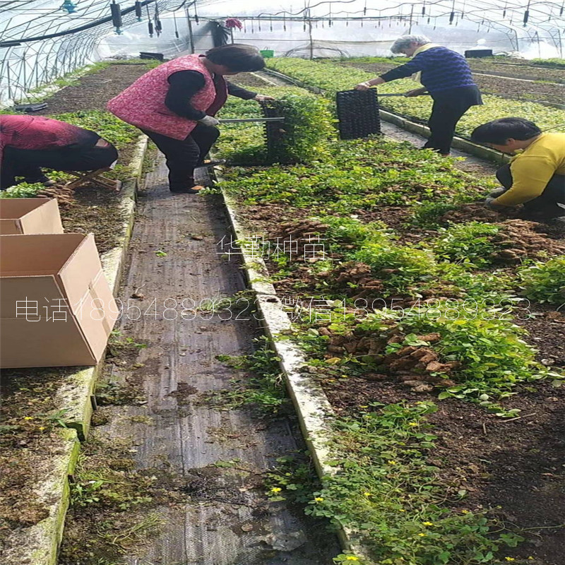 当年挂果的蓝莓品种繁育基地