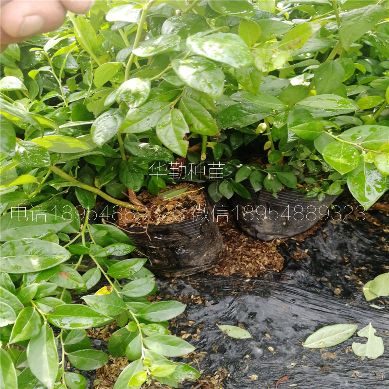 丰产蓝莓苗品种适应土壤