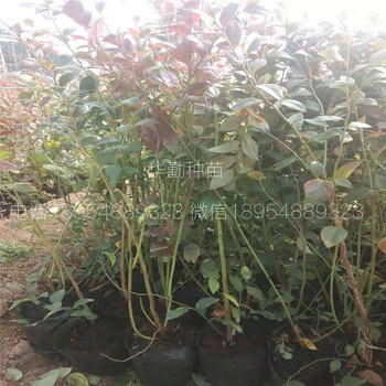 布里吉塔藍(lán)莓苗種植產(chǎn)地