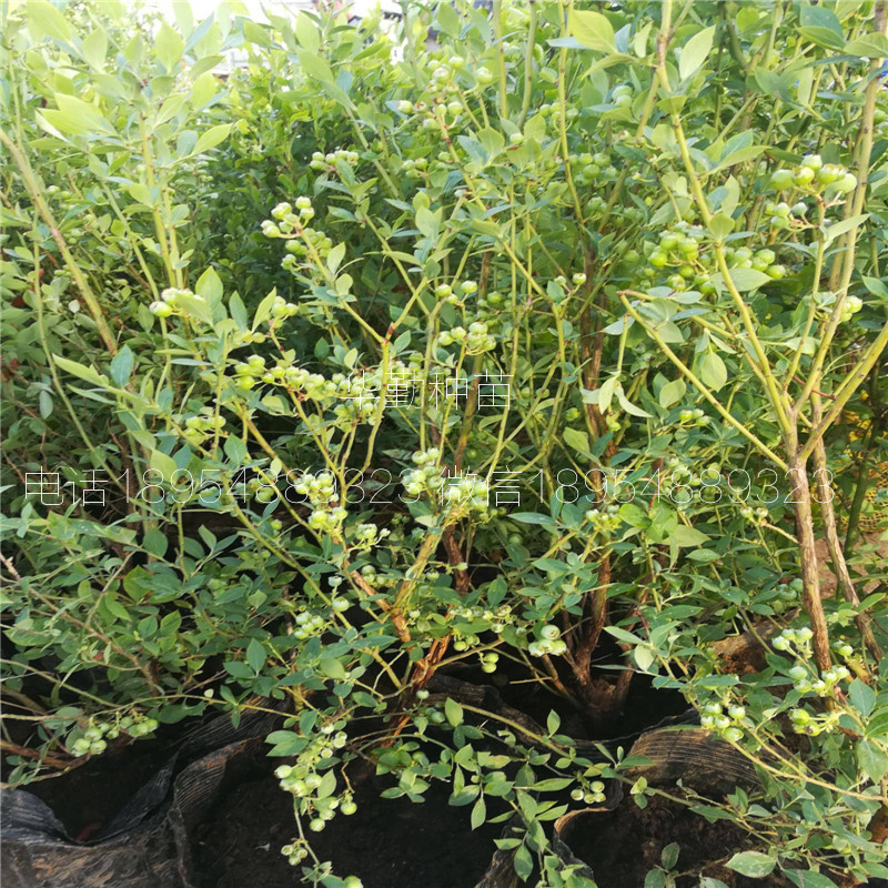 奧尼爾藍(lán)莓苗多少錢一棵