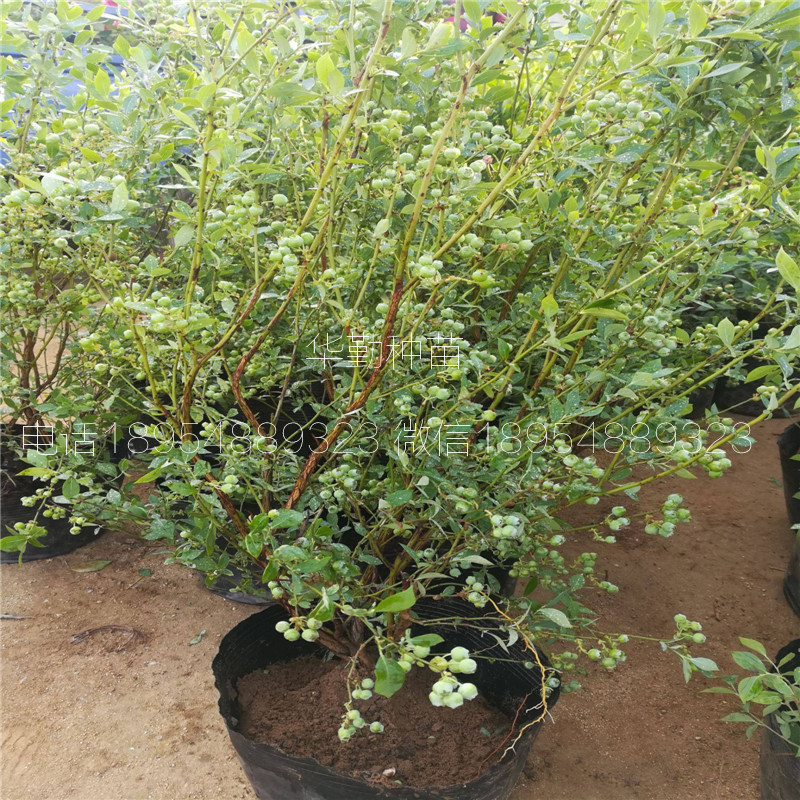 萊克西藍莓苗繁育基地
