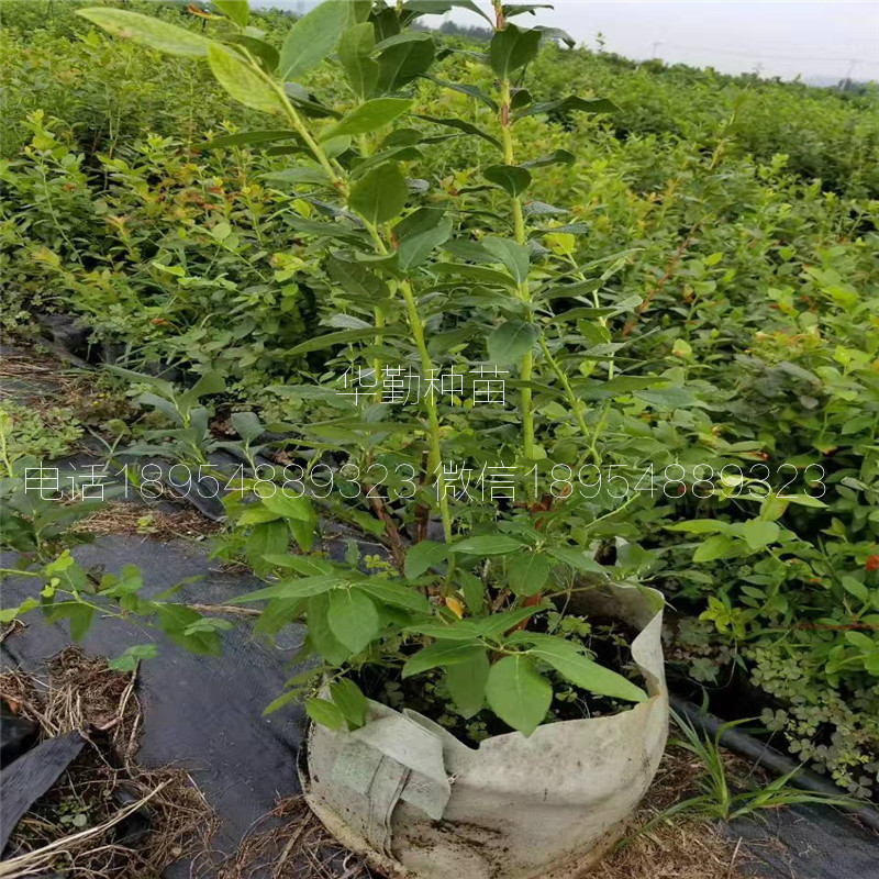 当年挂果的蓝莓品种繁育基地