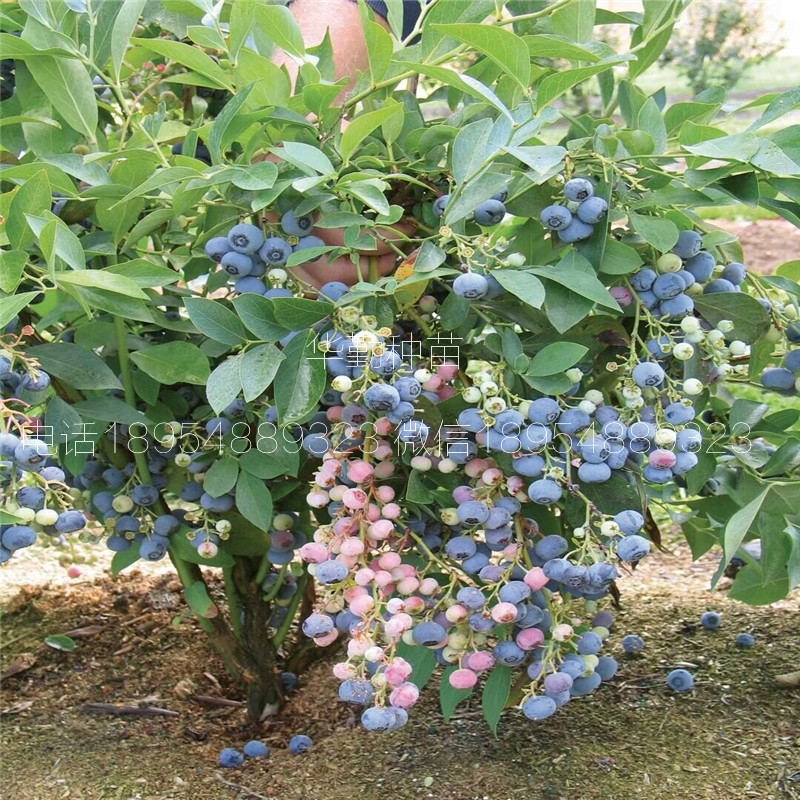 丰产蓝莓苗品种种植产地