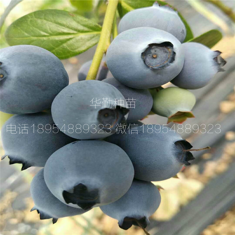 丰产蓝莓苗品种种植产地