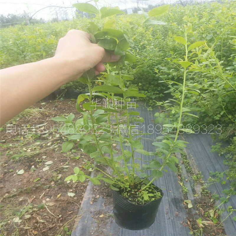 当年挂果的蓝莓品种繁育基地