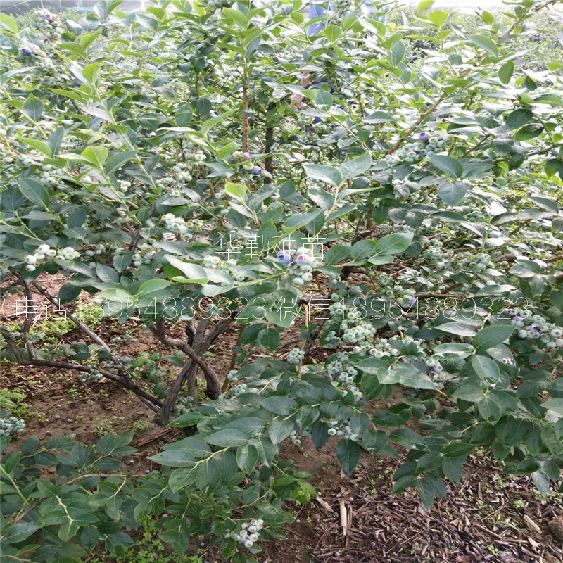 布里吉塔藍(lán)莓苗種植產(chǎn)地澳門