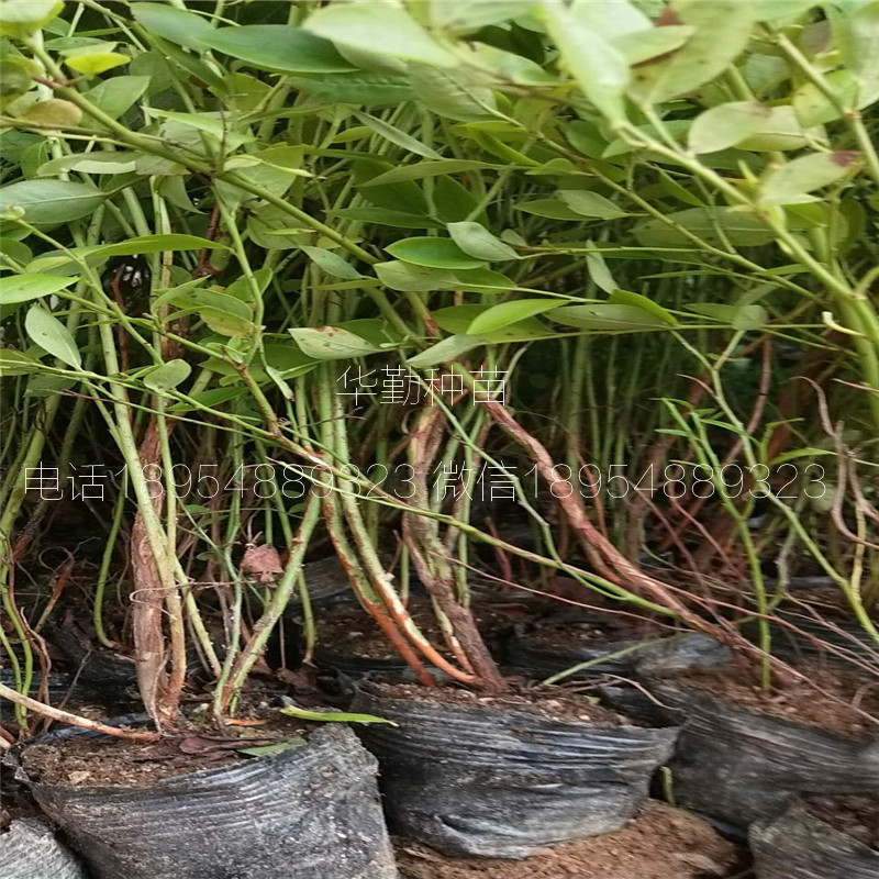 奧尼爾藍(lán)莓苗品種介紹