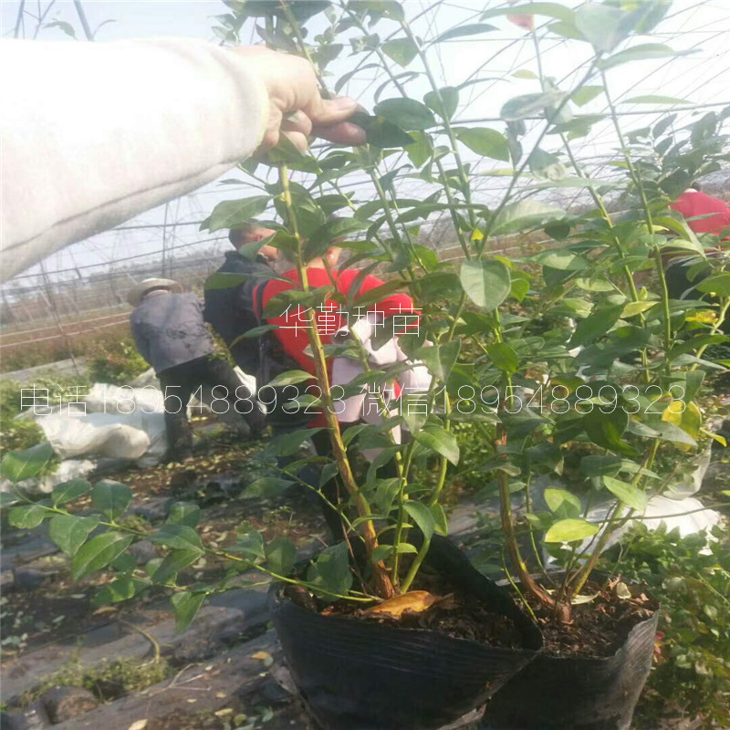 布里吉塔藍(lán)莓苗種植產(chǎn)地澳門