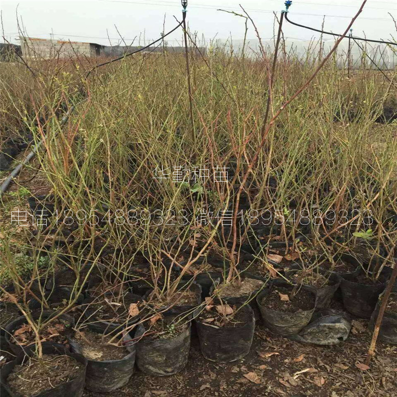 奧尼爾藍莓苗適應土壤福建