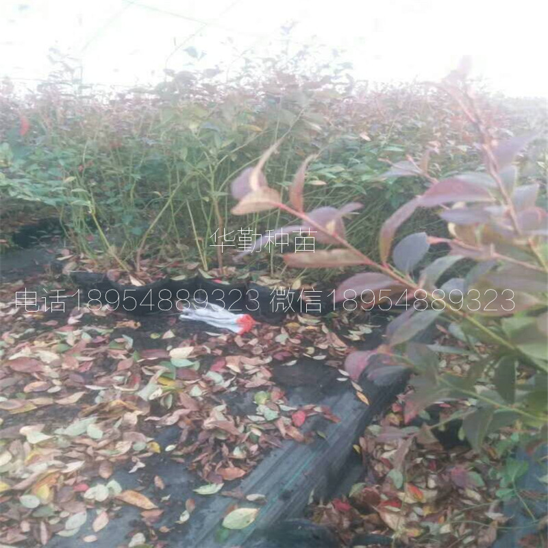 布里吉塔藍(lán)莓苗種植產(chǎn)地澳門