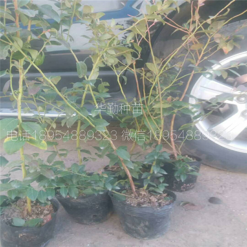 布里吉塔藍(lán)莓苗種植產(chǎn)地澳門