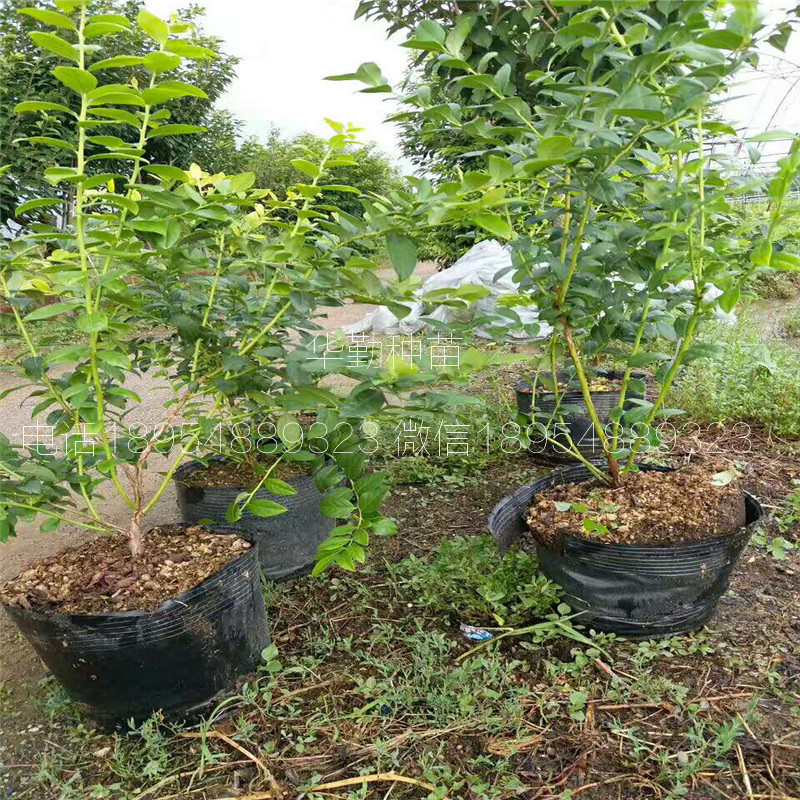 萊克西藍莓苗繁育基地