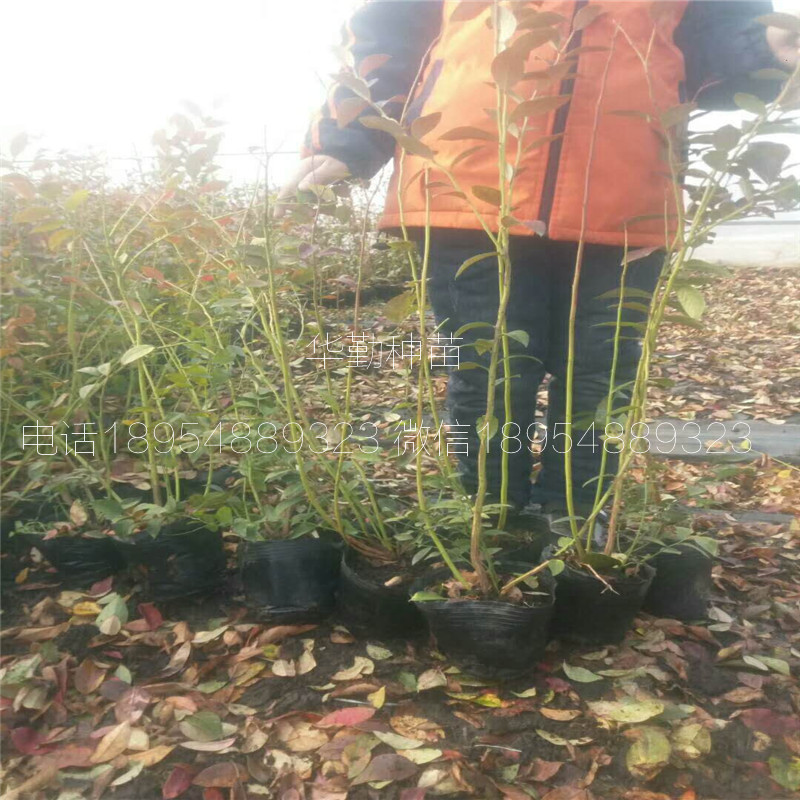 钱德勒蓝莓苗种植产地福建