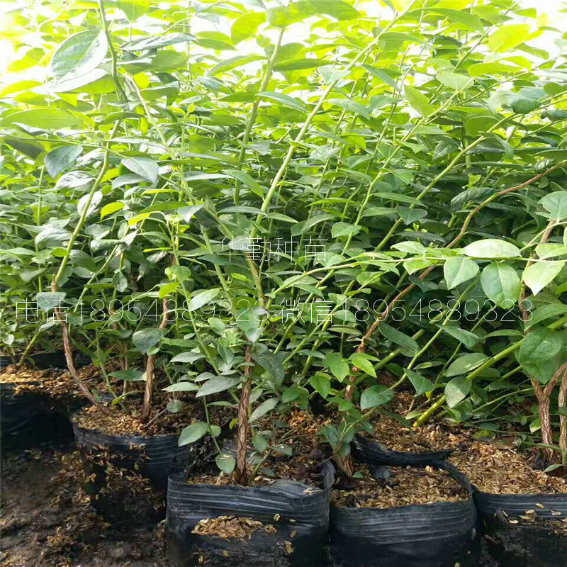 奧尼爾藍莓苗適應土壤福建