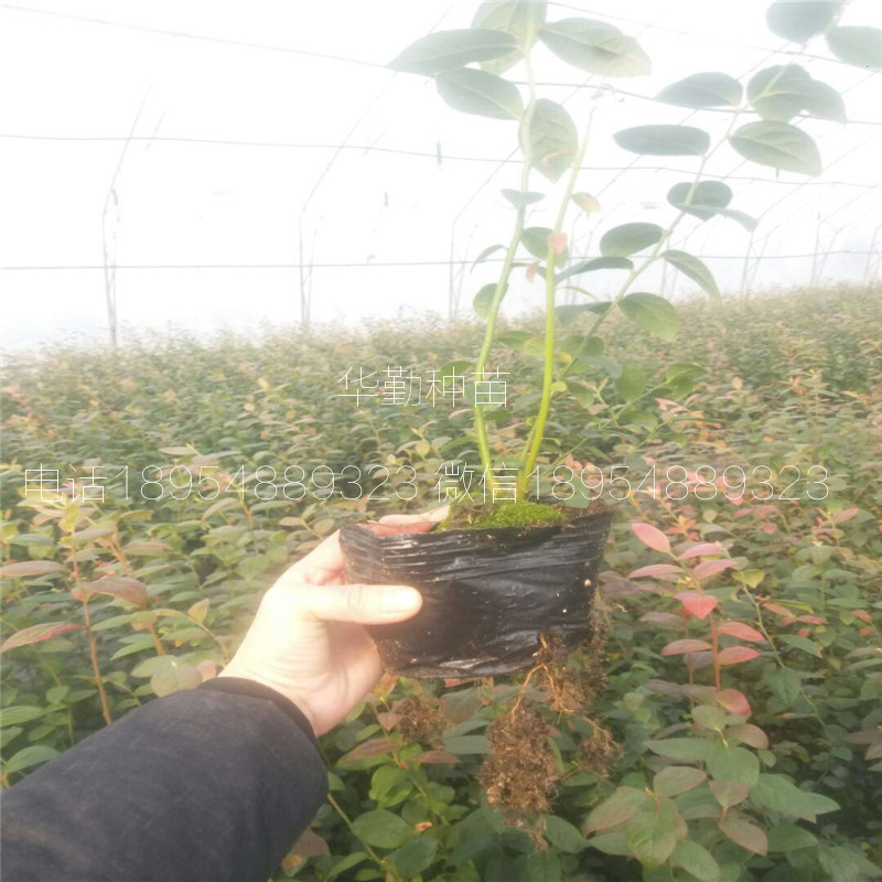 當(dāng)年掛果的藍(lán)莓品種種植技術(shù)云南