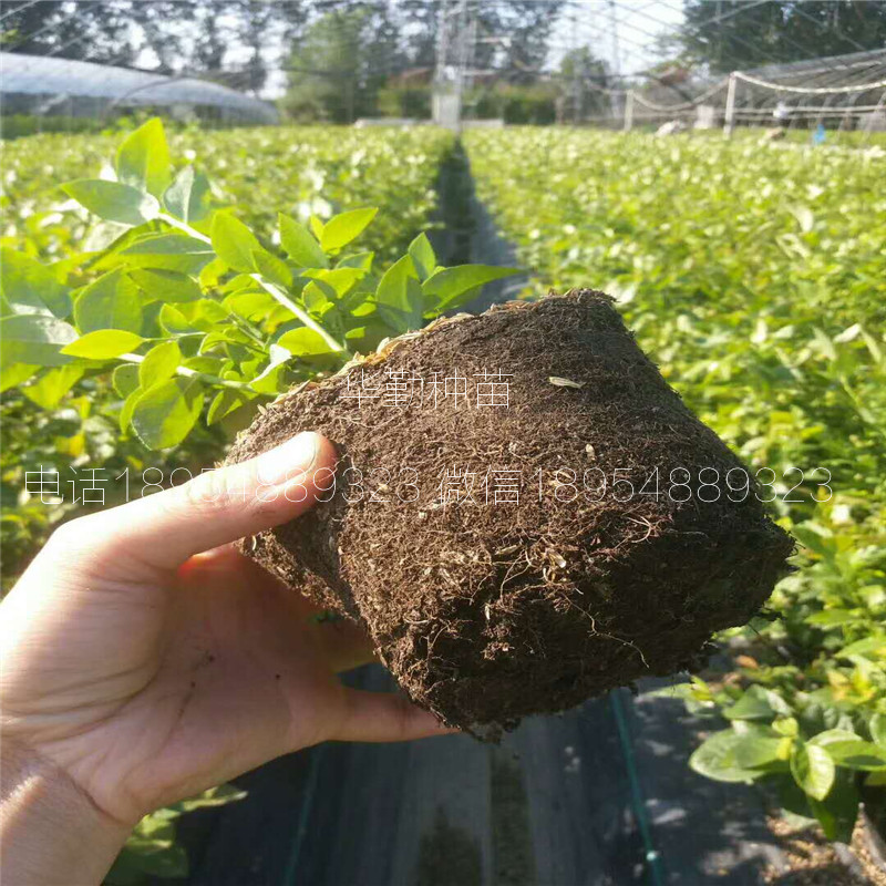 当年挂果的蓝莓品种繁育基地