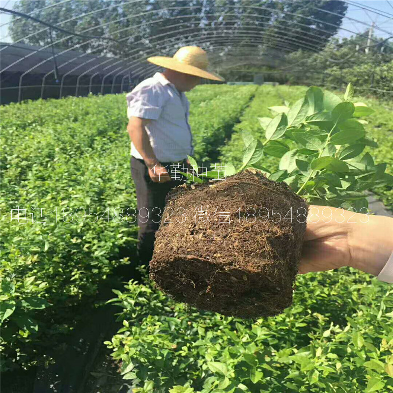 奧尼爾藍莓苗適應土壤福建