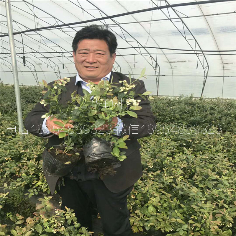 藍豐藍莓苗種植產地