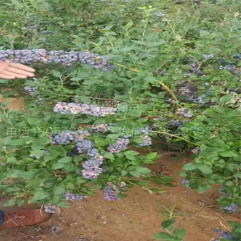 品種的藍(lán)莓苗種植技術(shù)湖北