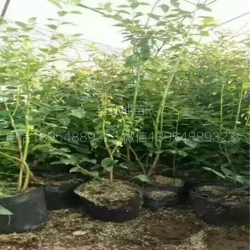 奥尼尔蓝莓苗繁育基地