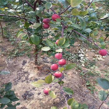 2年紅肉蘋果苗幾月成熟