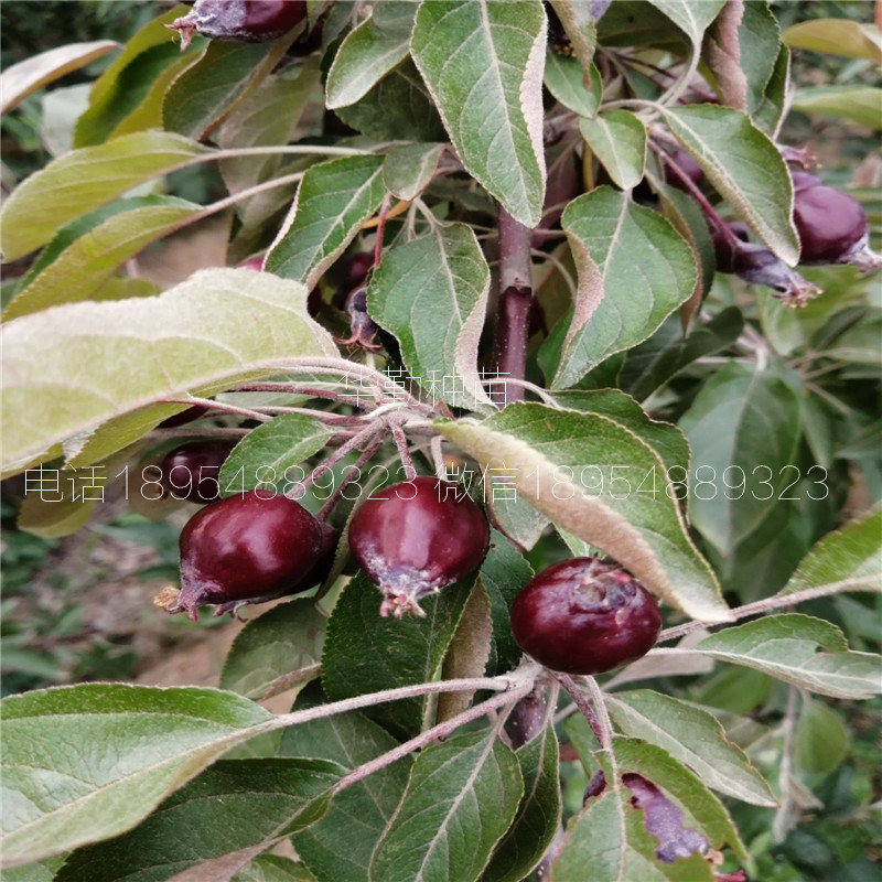 适应山地的苹果苗 管理技术华勤种苗