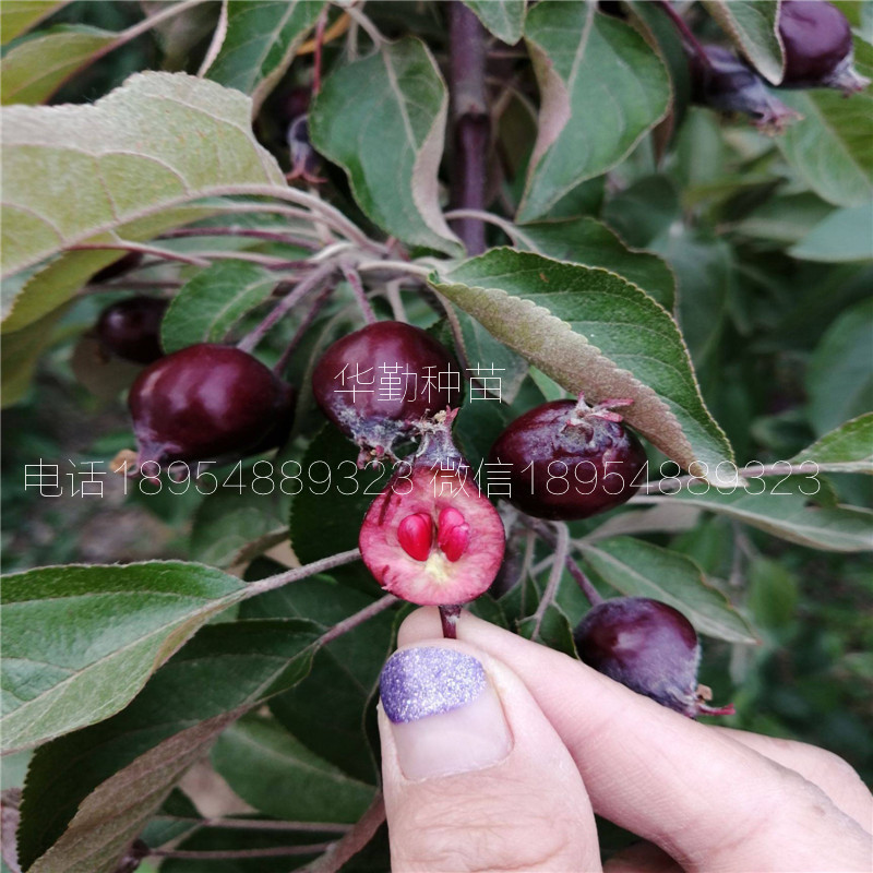 红肉苹果新品种适应海拔多少米