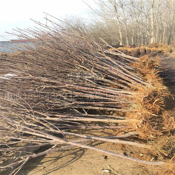 红肉苹果品种价格华勤种苗