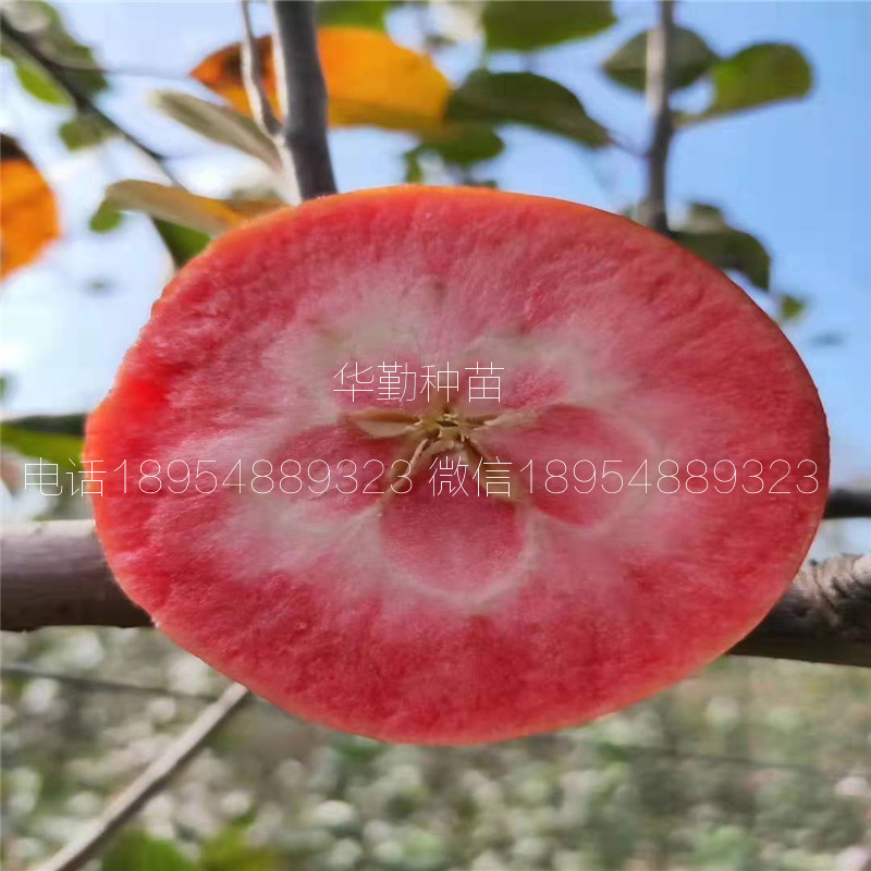 耐寒的苹果品种 一亩地种植多少棵